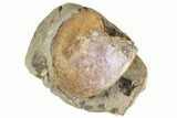 Iridescent Fossil Ammonite (Sphenodiscus) - South Dakota #189318-2